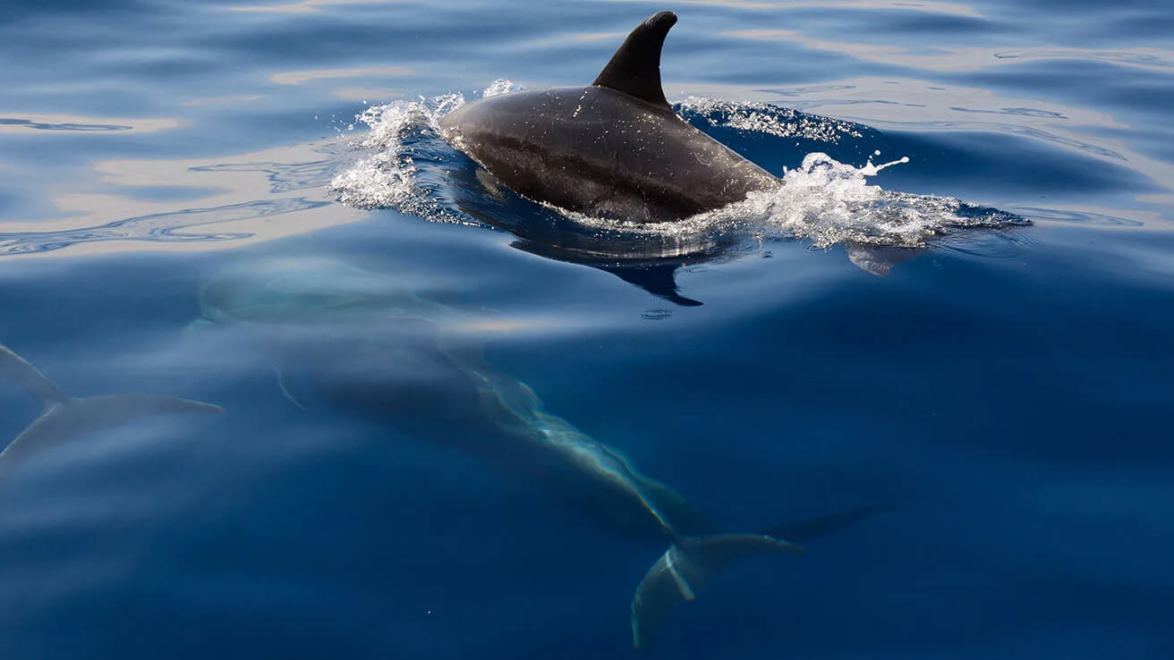 Dolphins Arona