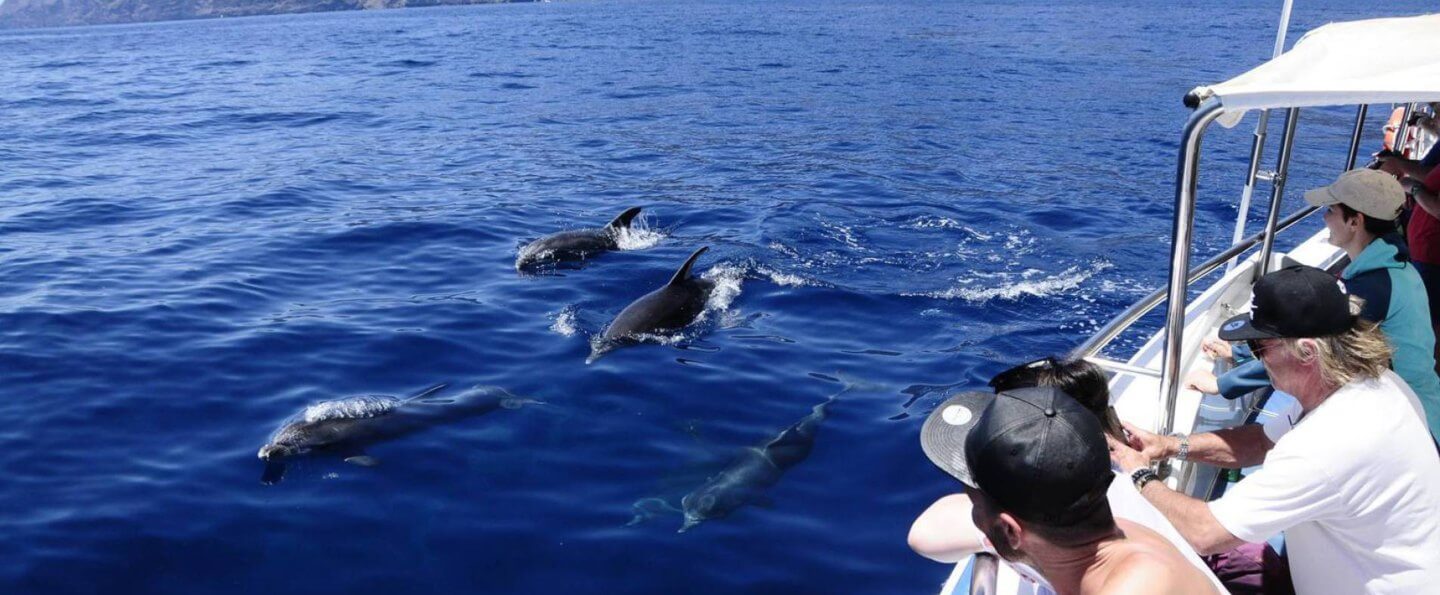 whales dolphins in los gigantes tenerife