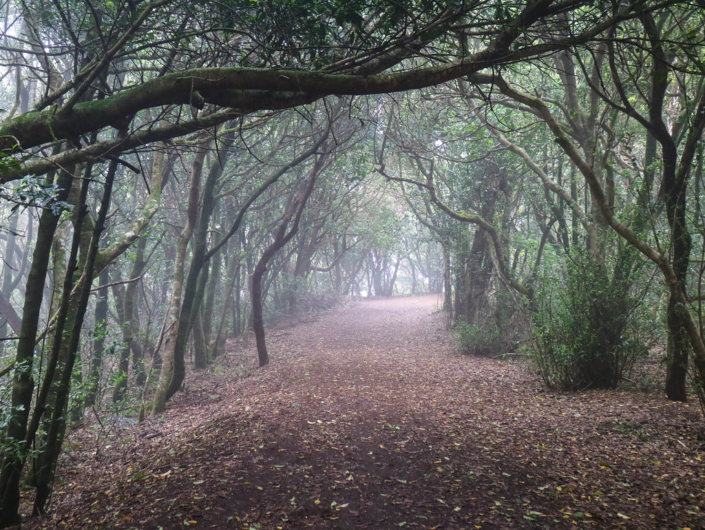 Enigmas Forest
