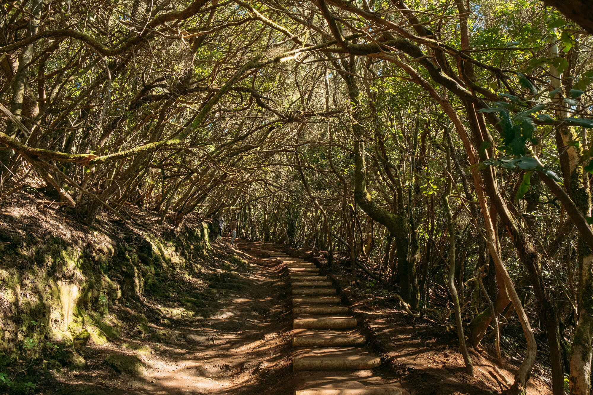 Trail of the Senses